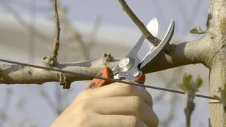 PXR-M2 Snoeischaar met roterende greep - Maat M - Max. knipbreedte 20 mm by Bahco – product image 2 of 2